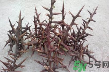 皂角刺的藥用價(jià)值是什么？皂角刺的功效與作用有哪些？