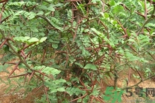 皂角刺的藥用價(jià)值是什么？皂角刺的功效與作用有哪些？