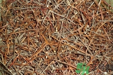 皂角刺的藥用價(jià)值是什么？皂角刺的功效與作用有哪些？