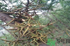 皂角刺的藥用價(jià)值是什么？皂角刺的功效與作用有哪些？