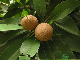 人心果的功效作用 人心果的營(yíng)養(yǎng)和食用禁忌 人心果的功效作用 人心果的營(yíng)養(yǎng)和食用禁忌