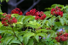 接骨木的功效作用 接骨木藥用價(jià)值 接骨木的功效作用 接骨木藥用價(jià)值