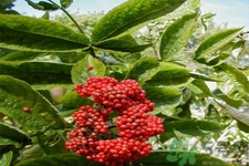 接骨木的功效作用 接骨木藥用價(jià)值 接骨木的功效作用 接骨木藥用價(jià)值