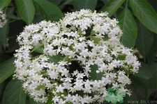 接骨木的功效作用 接骨木藥用價(jià)值 接骨木的功效作用 接骨木藥用價(jià)值