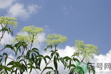 接骨木的功效作用 接骨木藥用價(jià)值 接骨木的功效作用 接骨木藥用價(jià)值