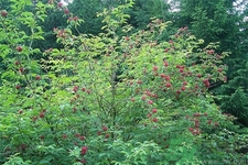 接骨木的功效作用 接骨木藥用價(jià)值 接骨木的功效作用 接骨木藥用價(jià)值