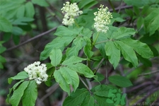 接骨木的功效作用 接骨木藥用價(jià)值 接骨木的功效作用 接骨木藥用價(jià)值