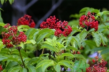 接骨木的功效作用 接骨木藥用價(jià)值 接骨木的功效作用 接骨木藥用價(jià)值