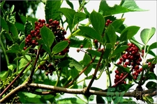 接骨木的功效作用 接骨木藥用價(jià)值 接骨木的功效作用 接骨木藥用價(jià)值