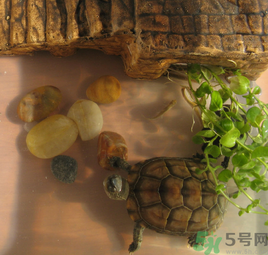 家里養(yǎng)烏龜好不好？家里養(yǎng)烏龜有什么講究？
