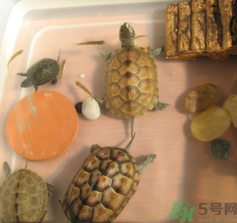 家里養(yǎng)烏龜好不好？家里養(yǎng)烏龜有什么講究？