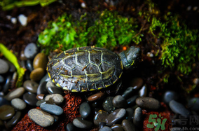 家里養(yǎng)烏龜好不好？家里養(yǎng)烏龜有什么講究？