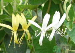 紅眼病吃什么藥好得快？紅眼病偏方