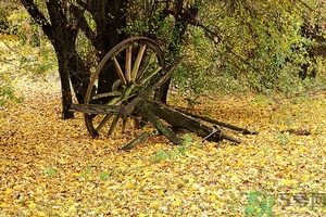 秋燥吃什么好？秋燥怎么辦？