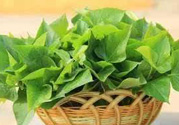 地瓜葉怎么做好吃？地瓜葉的營(yíng)養(yǎng)價(jià)值
