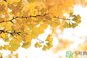 秋燥吃什么好？秋燥怎么辦？