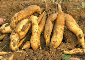 地瓜可以和蝦一起吃嗎？地瓜和什么不能一起吃？