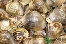 花蛤怎么洗？生取蛤肉的方法有哪些？