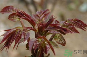 孕婦可以吃香椿嗎？孕婦吃香椿的好處及注意事項(xiàng)