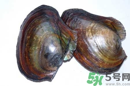 如何挑選河蚌？河蚌的營養(yǎng)價值？