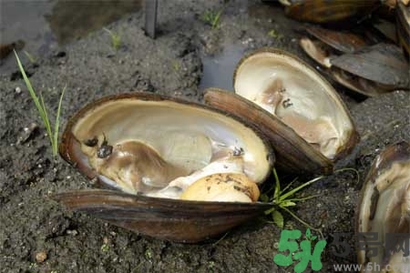 如何挑選河蚌？河蚌的營養(yǎng)價值？