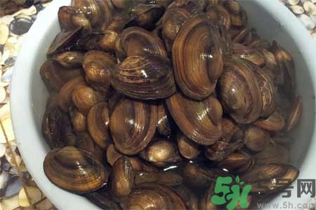如何挑選河蚌？河蚌的營養(yǎng)價值？