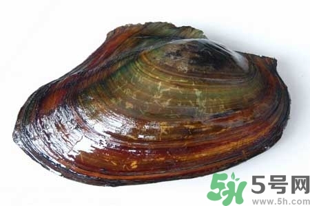 如何挑選河蚌？河蚌的營養(yǎng)價值？