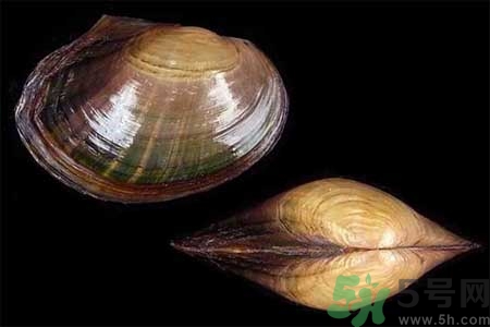 如何挑選河蚌？河蚌的營養(yǎng)價值？