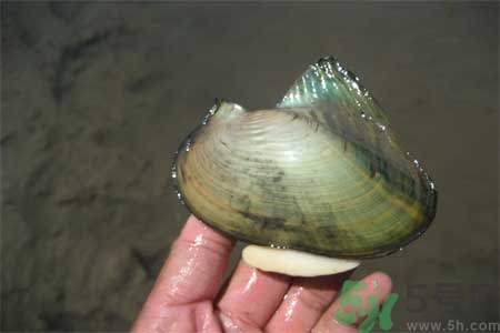 如何挑選河蚌？河蚌的營養(yǎng)價值？
