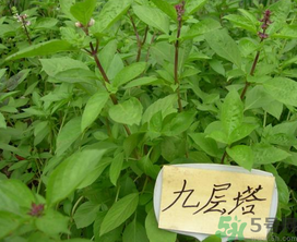 九層塔是什么菜？九層塔的功效與作用