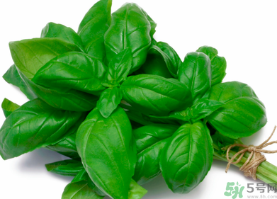 九層塔是什么菜？九層塔的功效與作用