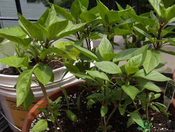 九層塔是什么菜？九層塔的功效與作用