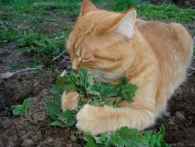 貓薄荷是什么？貓薄荷對(duì)貓有什么作用？