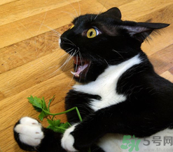 貓薄荷對貓有危害嗎？使用貓薄荷的注意事項(xiàng)