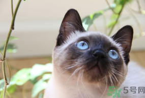 貓薄荷對貓有危害嗎？使用貓薄荷的注意事項(xiàng)