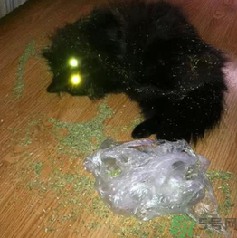 貓薄荷怎么用？貓薄荷和薄荷的區(qū)別