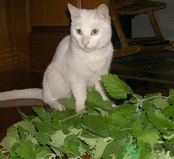 貓薄荷怎么用？貓薄荷和薄荷的區(qū)別