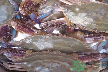 孕婦可以吃梭子蟹嗎？梭子蟹怎么洗？