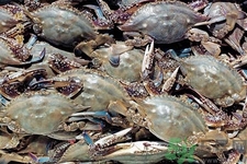 孕婦可以吃梭子蟹嗎？梭子蟹怎么洗？