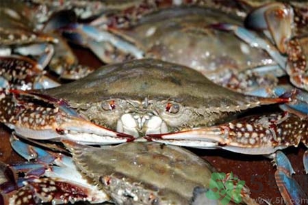 孕婦可以吃梭子蟹嗎？梭子蟹怎么洗？