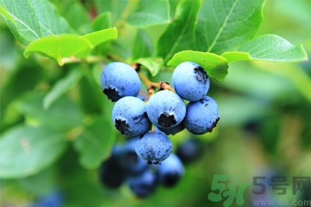 藍(lán)莓怎么洗？藍(lán)莓可以怎么吃？