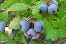 藍(lán)莓怎么洗？藍(lán)莓可以怎么吃？