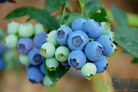 藍(lán)莓怎么洗？藍(lán)莓可以怎么吃？