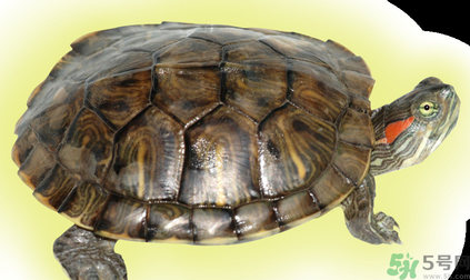 烏龜可以吃嗎？烏龜怎么吃？