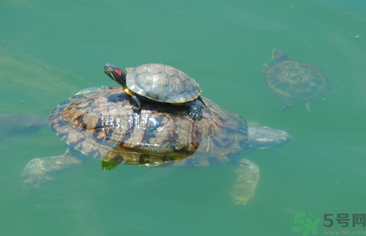烏龜可以吃嗎？烏龜怎么吃？