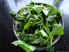 木耳菜的營養(yǎng)價值 木耳菜的功效與作用 木耳菜的營養(yǎng)價值 木耳菜的功效與作用