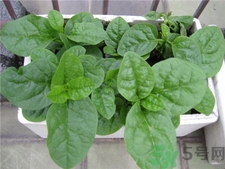 木耳菜的營養(yǎng)價值 木耳菜的功效與作用 木耳菜的營養(yǎng)價值 木耳菜的功效與作用