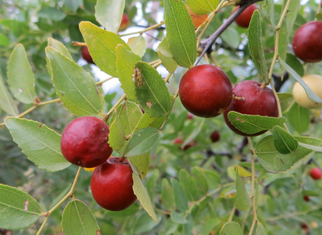 孕婦可以吃酸棗嗎？酸棗的功效與作用