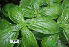 孕婦可以吃紫蘇嗎？孕婦吃紫蘇的好處及注意事項