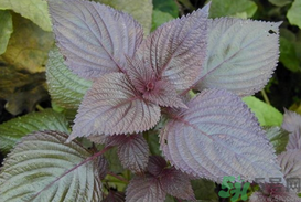 孕婦可以吃紫蘇嗎？孕婦吃紫蘇的好處及注意事項